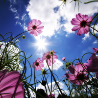 pink flowers under the blue sky