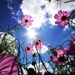 pink flowers under the blue sky