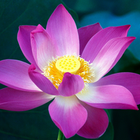 pink lotus