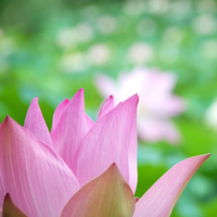 pink lotus on the water