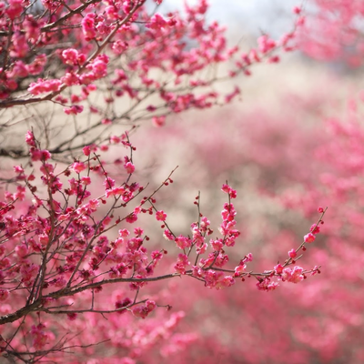 pink peach blossom