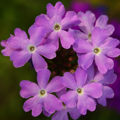 purple flowers