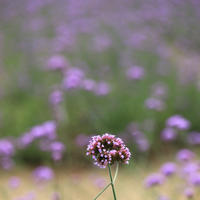 purple small flowers