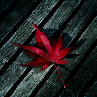 red maple leaf on the wood