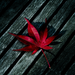 red maple leaf on the wood