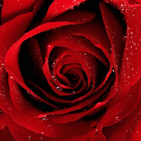 red elegant rose