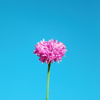 rose flower blue background