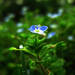 small blue flower