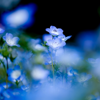 small blue flowers