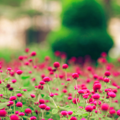 small rose flowers