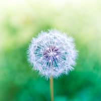 small dandelion