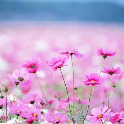 spring pink flowers