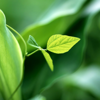 spring green plant