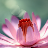 spring pink flower