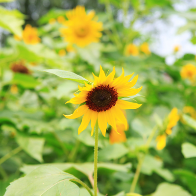 sunflowers