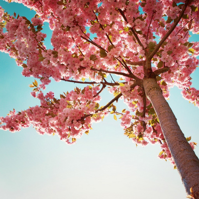 strong pink tree