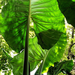 taro leaf