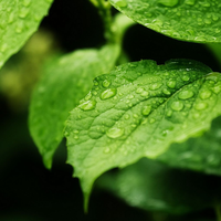 the leaves after the rain