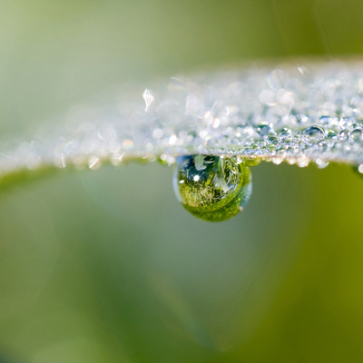 the leaf after the rain