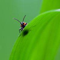 the insect on the green leaf