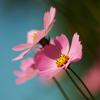 three pink flowers