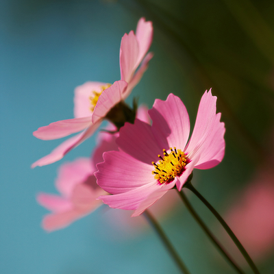 three pink flowers