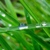 the morning  grasses