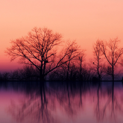 the trees during sunset