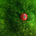 tomato on the grass
