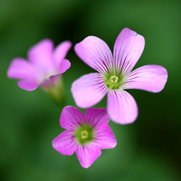 three purple flowers