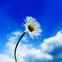 white chrysanthemum