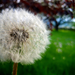 white dandelion