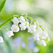 white enkianthus