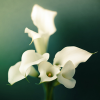 white flowers